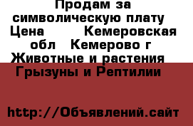 Продам за символическую плату › Цена ­ 50 - Кемеровская обл., Кемерово г. Животные и растения » Грызуны и Рептилии   
